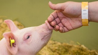 Landwirtschaft und Tiere