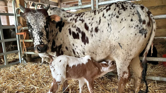 zebu.jpg (0.3 MB)